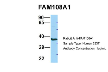 FAM108A1 antibody