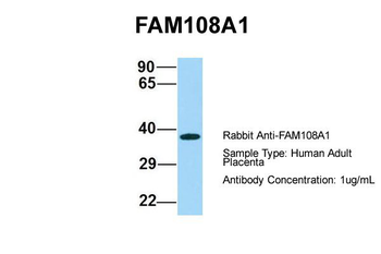 FAM108A1 antibody