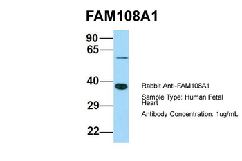 FAM108A1 antibody