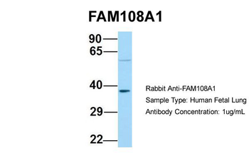 FAM108A1 antibody