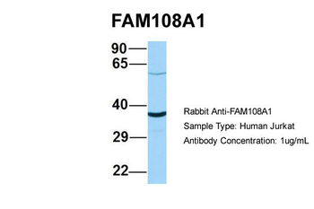 FAM108A1 antibody