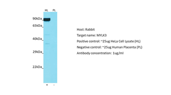MYLK3 antibody