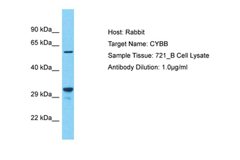 CYBB antibody