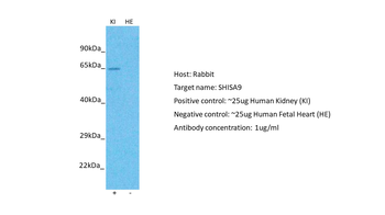 SHISA9 antibody