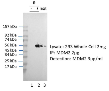 MDM2 antibody