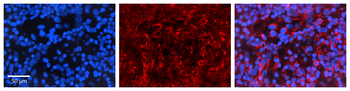 MDM2 antibody