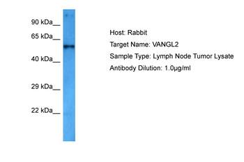 VANGL2 antibody