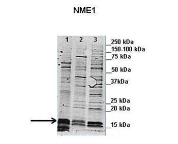 NME1 antibody