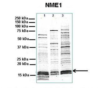 NME1 antibody