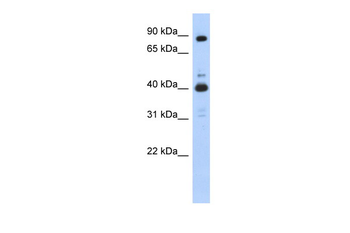 CDK9 antibody