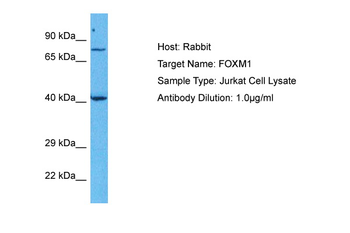 FOXM1 antibody