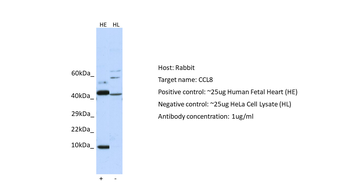 CCL8 antibody