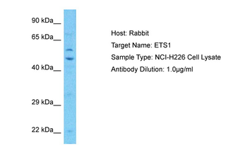 ETS1 antibody