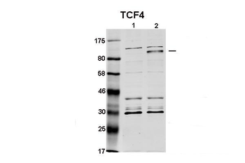 TCF4 antibody