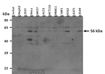 SOX9 antibody