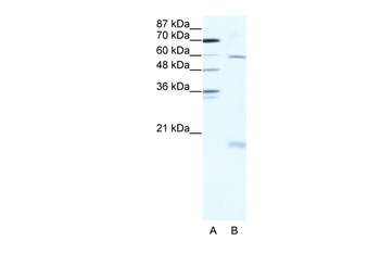 SOX9 antibody