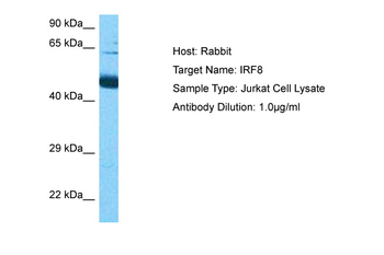 IRF8 antibody