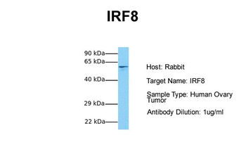 IRF8 antibody