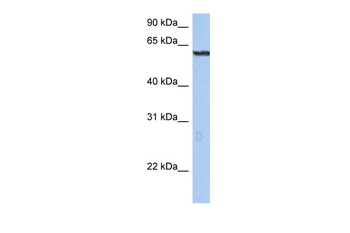 TRIM22 antibody