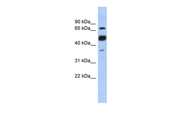 NFATC1 antibody