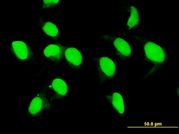 MLKL monoclonal antibody (M02), clone 3B2