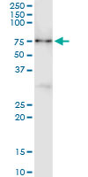 CNKSR3 monoclonal antibody (M01), clone 4A11