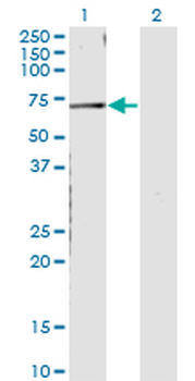 CNKSR3 monoclonal antibody (M01), clone 4A11