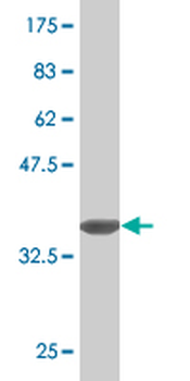 CNKSR3 monoclonal antibody (M01), clone 4A11