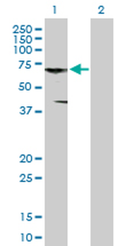 CNKSR3 purified MaxPab mouse polyclonal antibody (B01P)