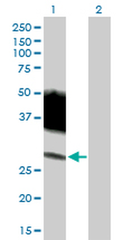 SLAMF6 MaxPab mouse polyclonal antibody (B01)