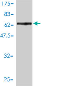 OBFC1 monoclonal antibody (M01), clone 3G12-1B7