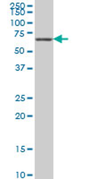 STK33 monoclonal antibody (M09), clone 1F10