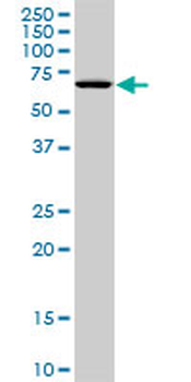 STK33 monoclonal antibody (M09), clone 1F10