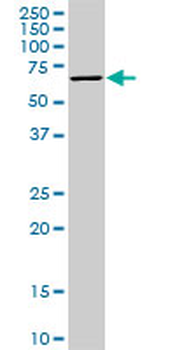 STK33 monoclonal antibody (M09), clone 1F10