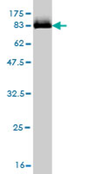 STK33 monoclonal antibody (M09), clone 1F10