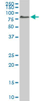 ACBD3 monoclonal antibody (M01), clone 2G2