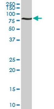 ACBD3 monoclonal antibody (M01), clone 2G2