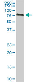 ACBD3 monoclonal antibody (M01), clone 2G2