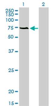 ACBD3 monoclonal antibody (M01), clone 2G2