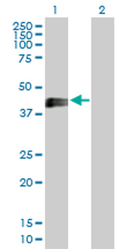 EDA2R purified MaxPab rabbit polyclonal antibody (D01P)