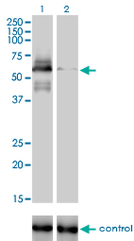 RAD18 monoclonal antibody (M01), clone 3H7