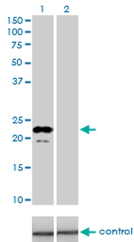 APOM monoclonal antibody (M01), clone 1F10