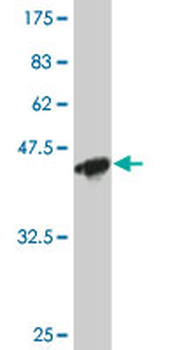 APOM monoclonal antibody (M01), clone 1F10