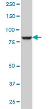 DNAJC10 monoclonal antibody (M01), clone 3C4