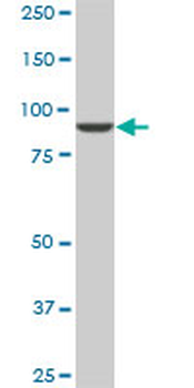 DNAJC10 monoclonal antibody (M01), clone 3C4