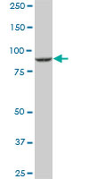 DNAJC10 monoclonal antibody (M01), clone 3C4