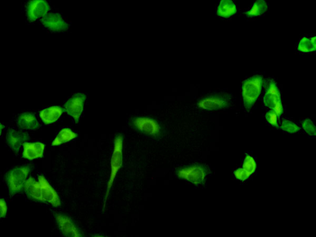 PHGDH monoclonal antibody (M01), clone 4A3-1D6