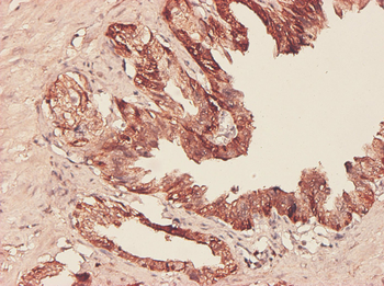 PHGDH monoclonal antibody (M01), clone 4A3-1D6