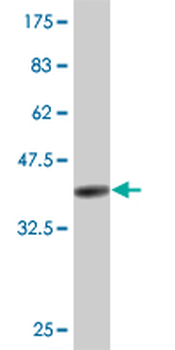 HEY1 monoclonal antibody (M02), clone 2F10