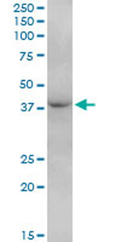 FBXO28 purified MaxPab mouse polyclonal antibody (B01P)